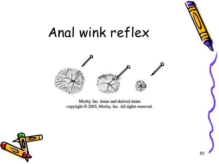 best of Wink Intact anal