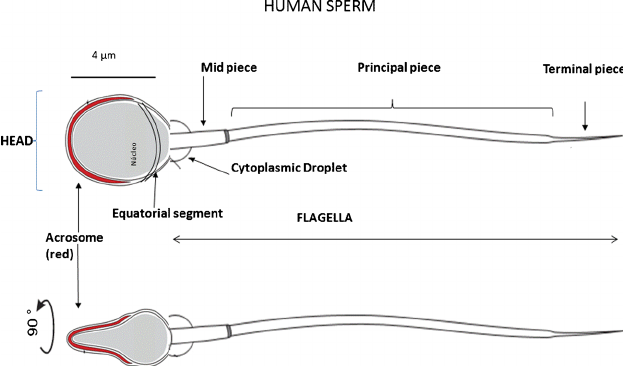 Aphrodite reccomend Human sperm morphology