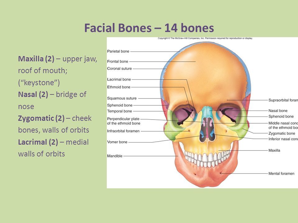 Teflon reccomend The eight cranial bones and 14 facial bones