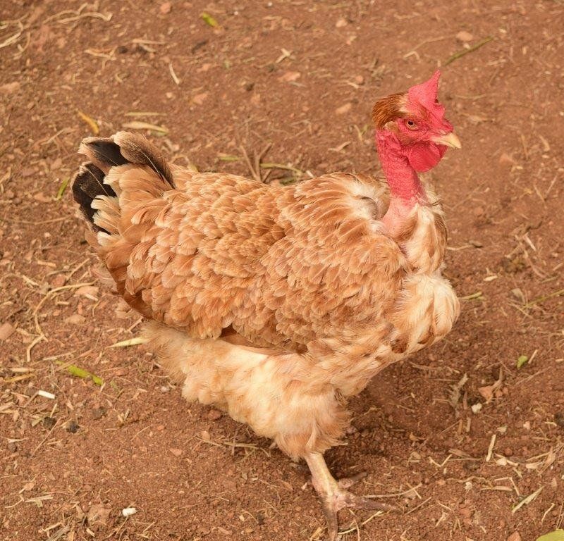 Chicken breeds turken naked necks