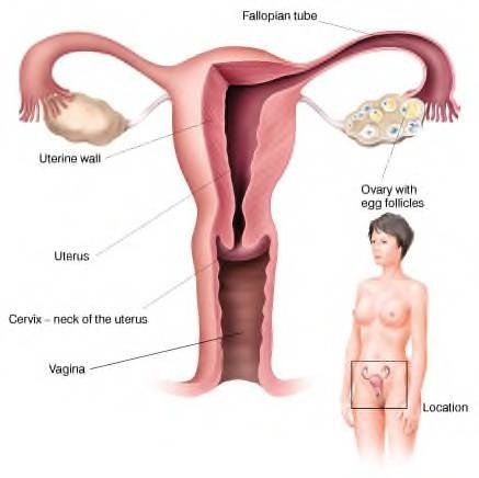 Females with both sex organs