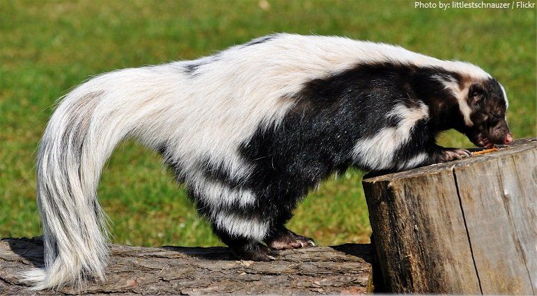 Fun Facts About Skunks Hot Nude
