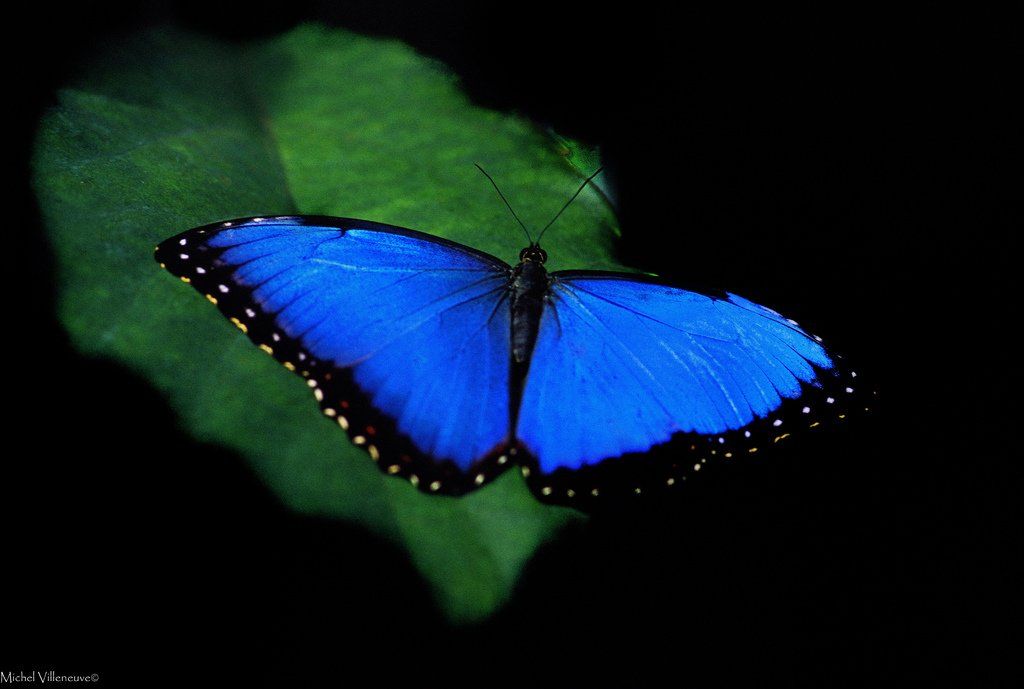 Belly reccomend Fun facts about the blue morpho butterfly