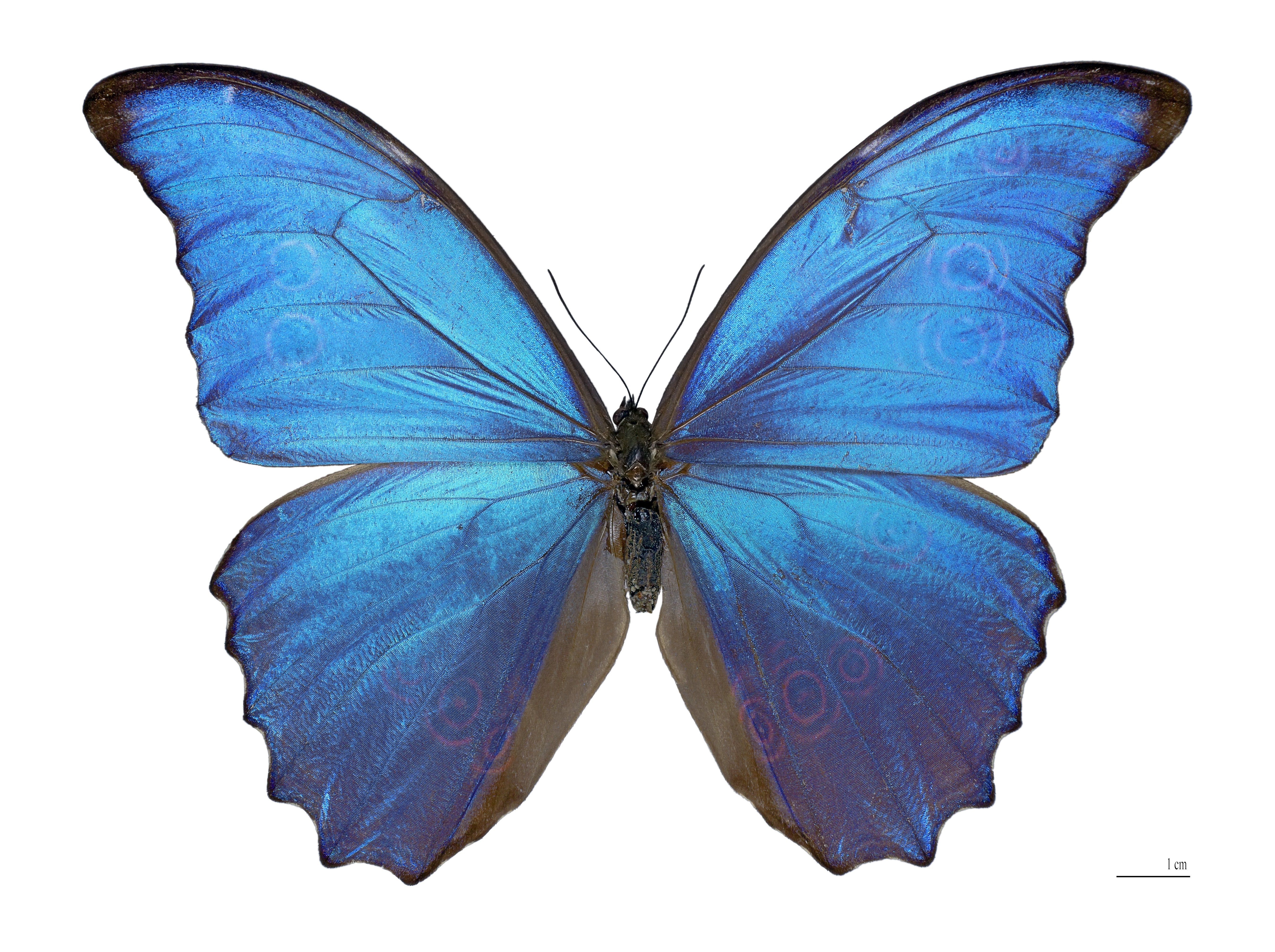 best of The butterfly facts blue morpho about Fun