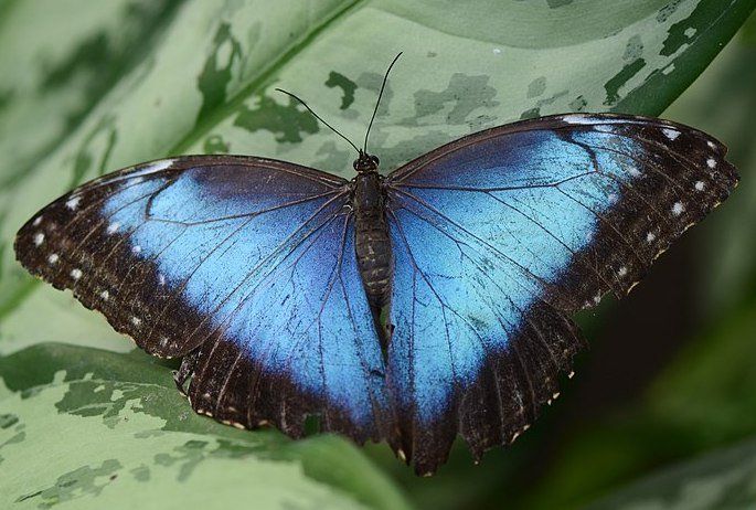 best of The butterfly facts blue morpho about Fun