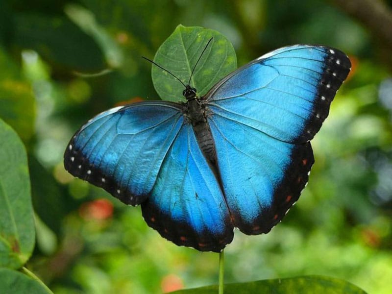 Fun facts about the blue morpho butterfly