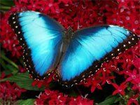 Flamethrower reccomend Fun facts about the blue morpho butterfly