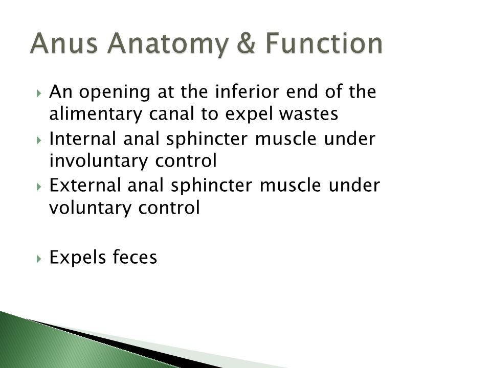 Function of anus