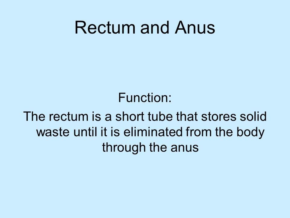 best of Of anus Function