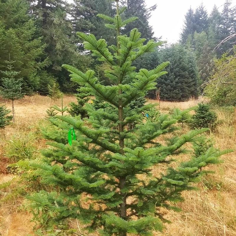 How long for a christmas tree to mature
