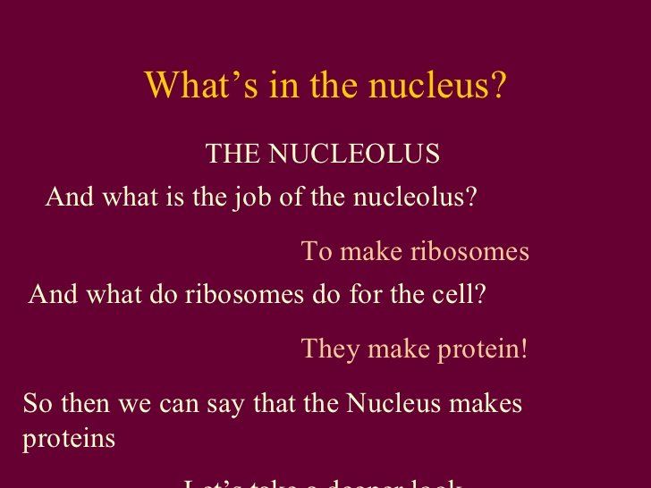 best of About ribosomes Jokes