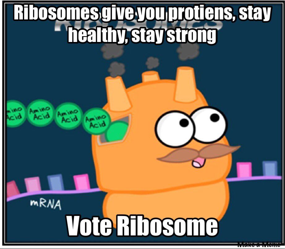 Jokes about ribosomes