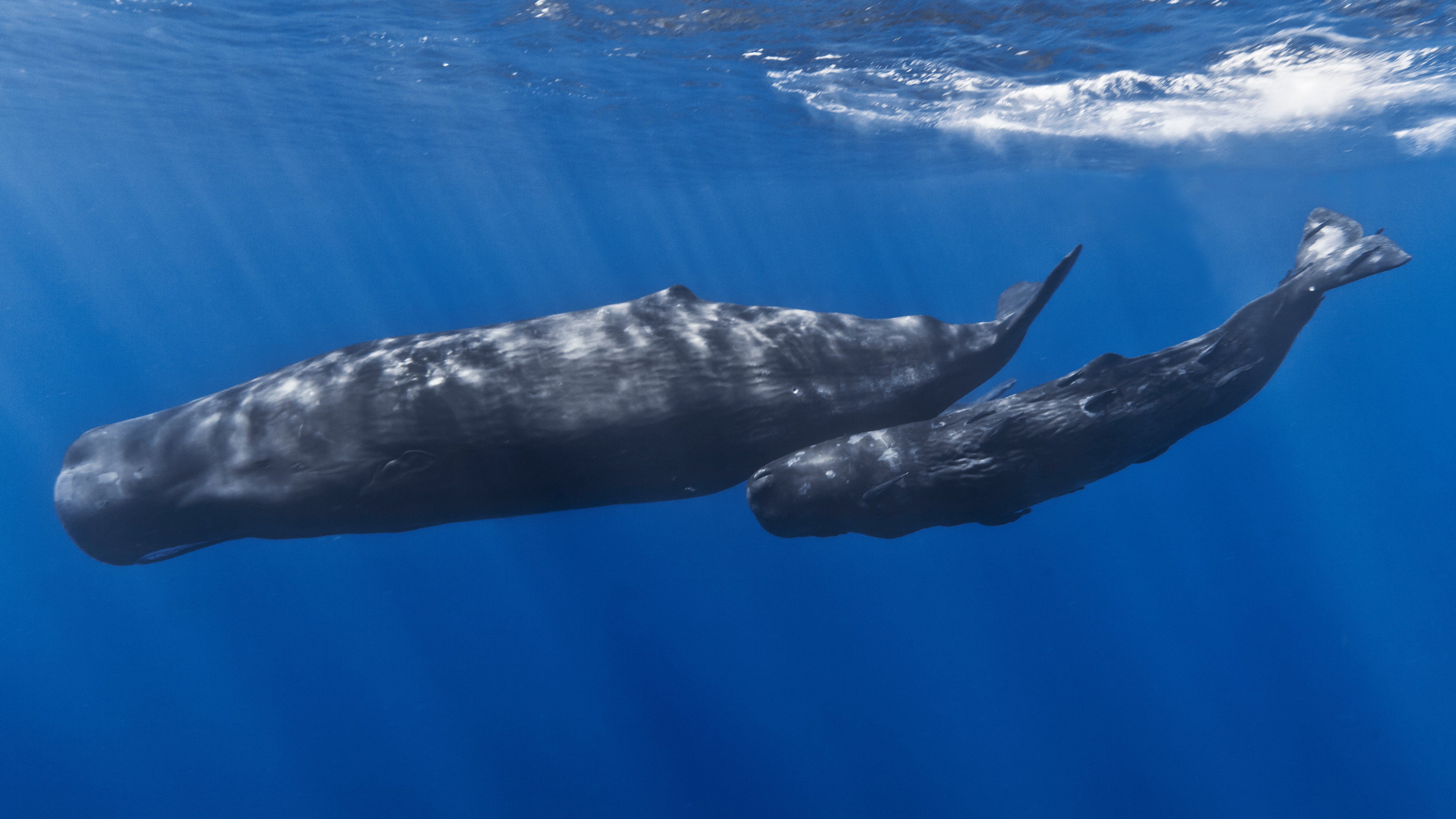 Listen to the sperm whale
