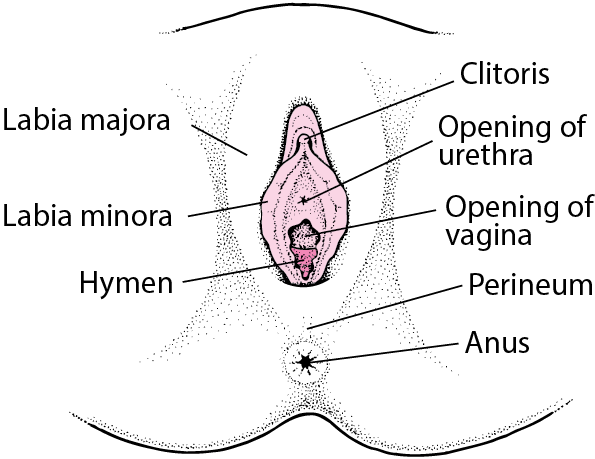 best of A womens clitoris of Medical pictures