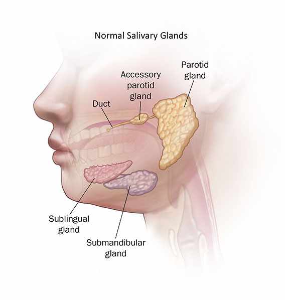 Neck and facial glands