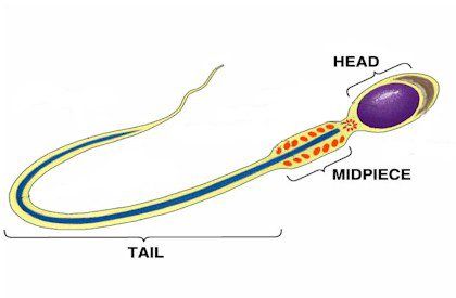 best of Sperm cell Nucleus of the