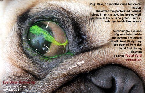 Ladybug reccomend eye Pug fold surgery facial