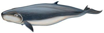 best of Sperm breviceps kogia Pygmy whale