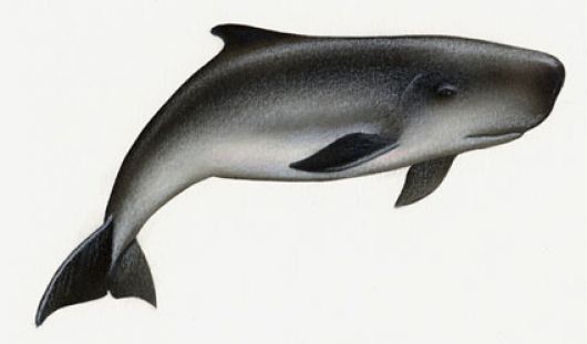 Vivi reccomend Pygmy sperm whale kogia breviceps