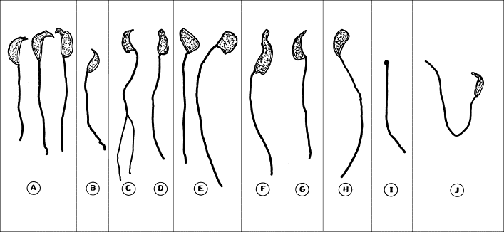 best of Sperm morphology Rodent