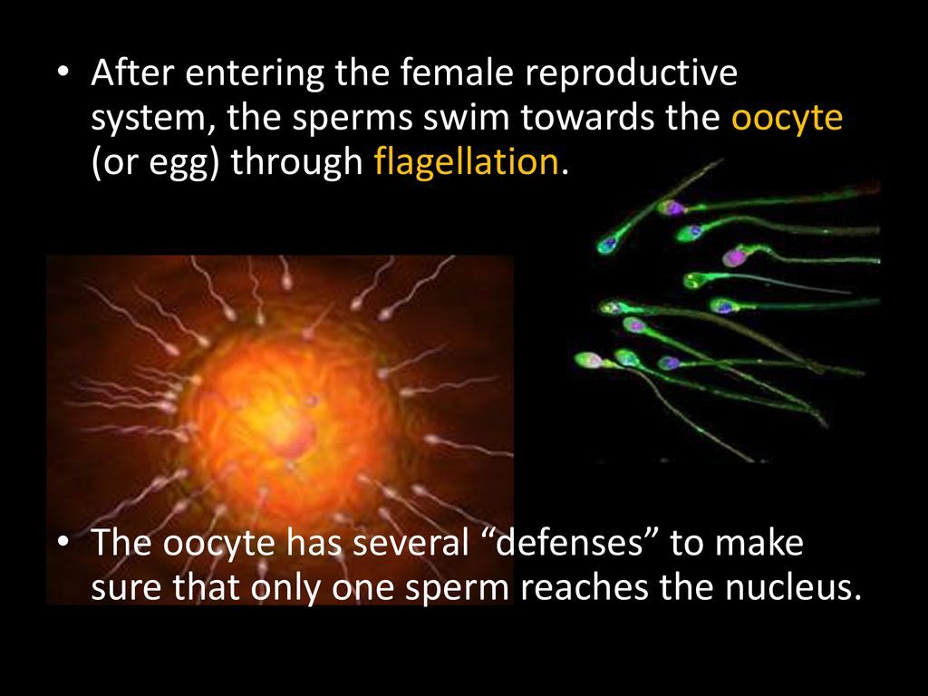 Jetson reccomend Sperm reaches egg