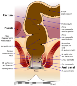 Sphincter anus rectum slang terms