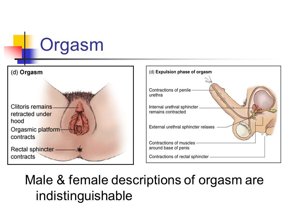 best of The female The orgasm of anatomy