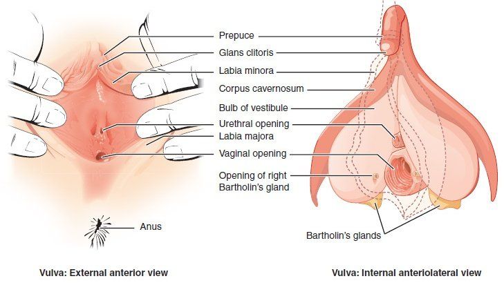 The anatomy of the female orgasm