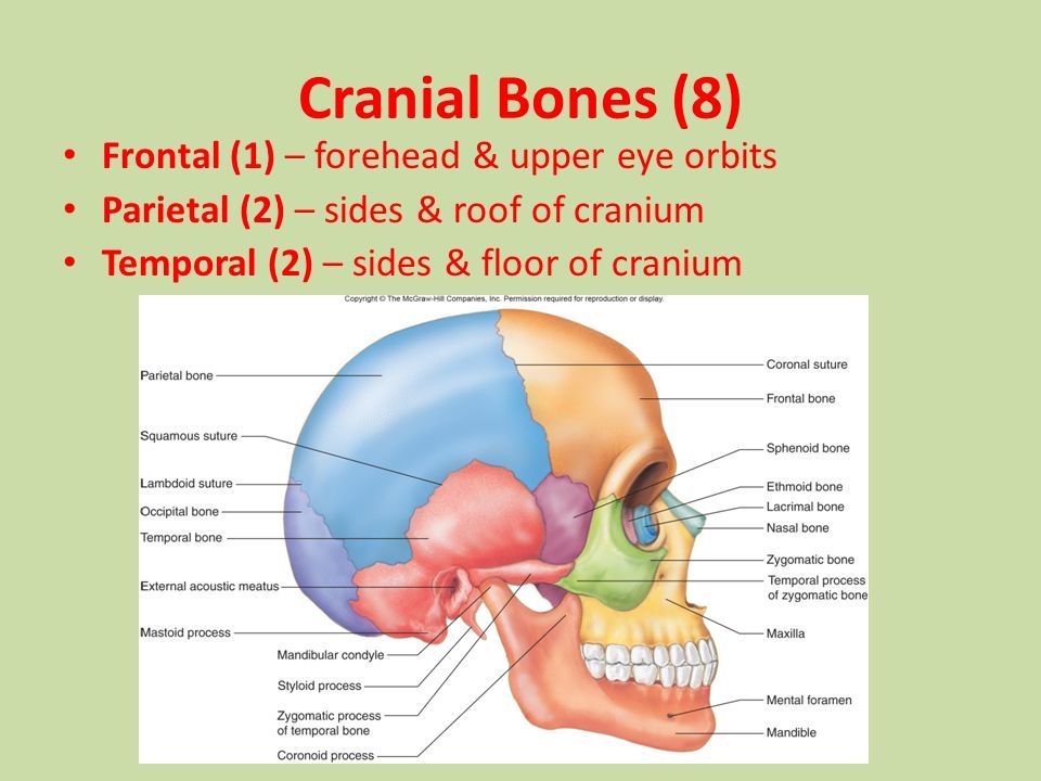 Snappie reccomend The eight cranial bones and 14 facial bones