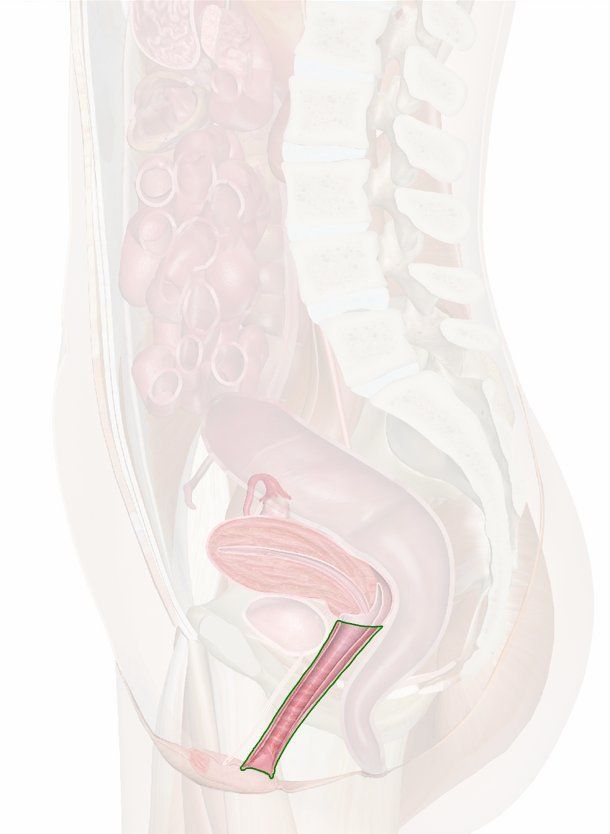 Hydraulics reccomend Vagina digestive organ