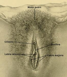 Jessica R. reccomend Vulva in back