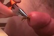 Wasps sting clitoris