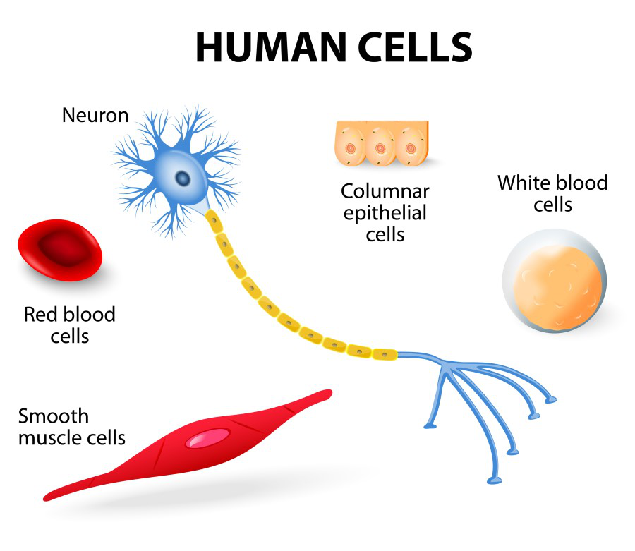 Epiphany reccomend White and red blood cells in sperm